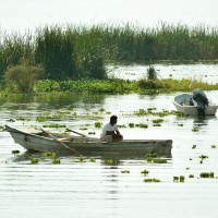Pesticidas han desaparecido 12 especies de peces del Lago de Chapala